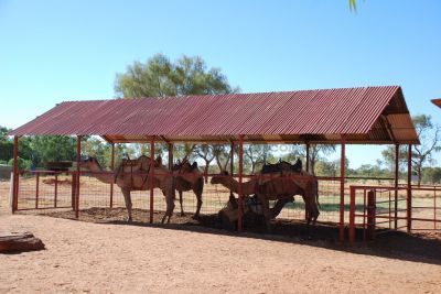 Camel farm outside Alice Springs
JPG 3872 x 2592  Pixels (10.04 MPixels) (1.49)
Keywords: camel;Alice Springs;tourist