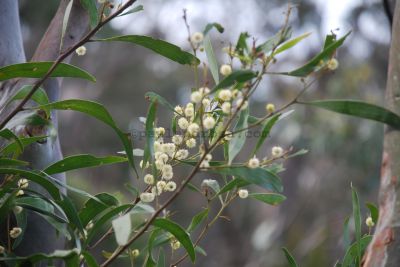 Eucalyptus flower
JPG 3872 x 2592  Pixels (10.04 MPixels) (1.49)
Keywords: Fitzroy Falls national park