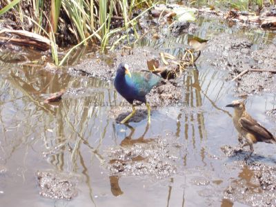 Florida Everglade water birds
JPG 2560 x 1920  Pixels (4.92 MPixels) (4:3)
Keywords: USA Florida